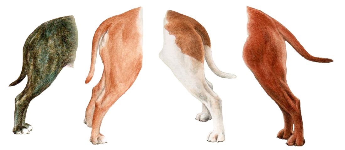Interpretação e Ilustração do Padrão da Raça - CBRSBT